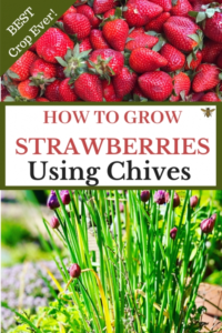 Strawberries Companion Plants How To Grow The Best Strawberries Using Chives In 2020 Image 320