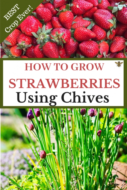 Strawberries Companion Plants How To Grow The Best Strawberries Using Chives In 2020 Image 320