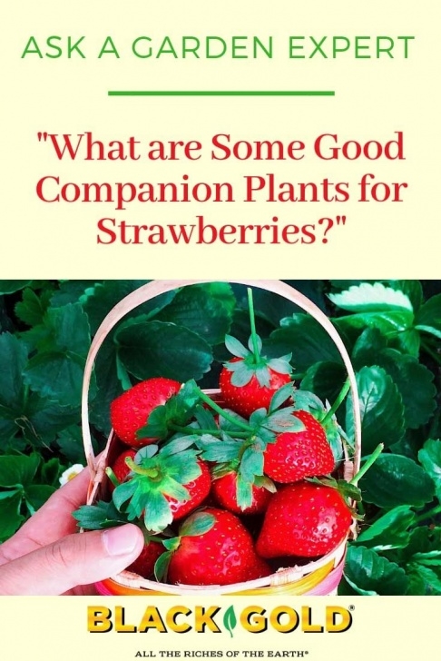 Strawberries Companion Plants What Are Some Good Companion Plants For Strawberries Photo 118