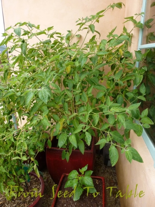 Stunted Pepper Plants From Seed To Table: It'S Gonna Be A Crappy Year For Picture 389