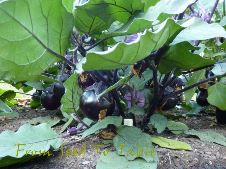 Stunted Pepper Plants From Seed To Table: Pepper And Eggplant Update Picture 691