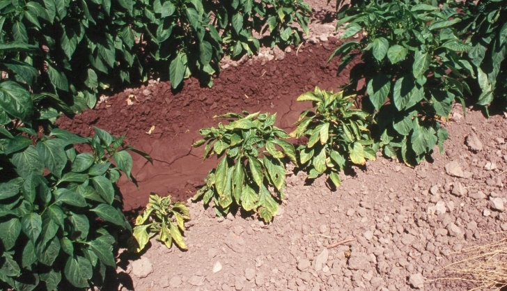 Stunted Pepper Plants Nmsu Plant Clinic: Curly Top Virus Strikes Again Photo 105