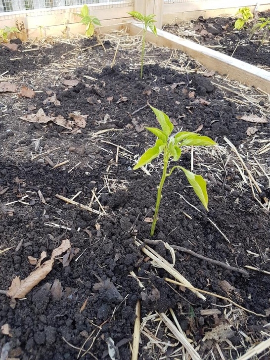 Stunted Pepper Plants Pepper Plants Dropping Leaves, Stunted And Purple (Plants Image 408