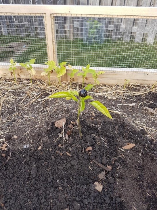 Stunted Pepper Plants Pepper Plants Dropping Leaves, Stunted And Purple (Plants Image 688