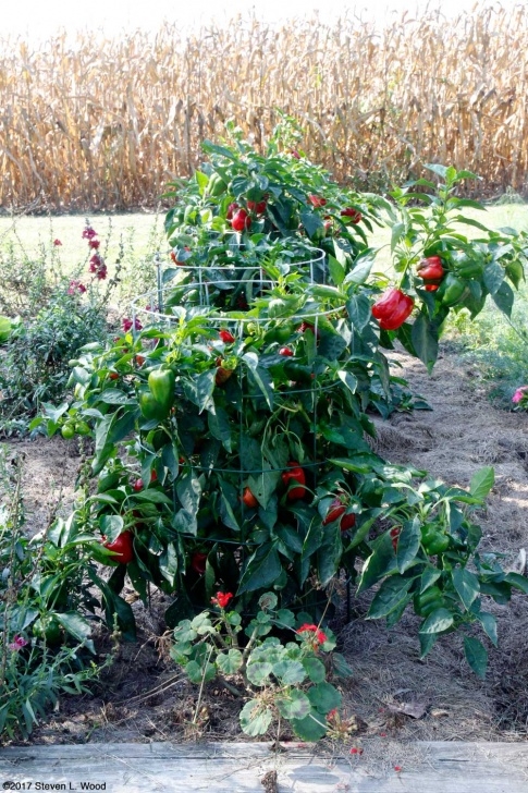 Stunted Pepper Plants Senior Gardening: Our Tomato Cages Image 253