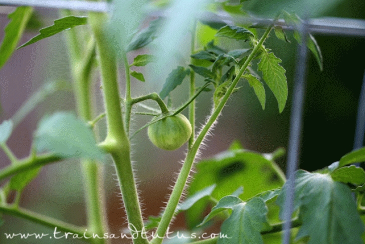 Stunted Pepper Plants Stunted Squash And Other Garden Updates Picture 478
