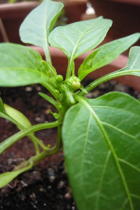Stunted Pepper Plants Wee Pepper Plant - With Buds! | This Mini Bell Pepper Image 693