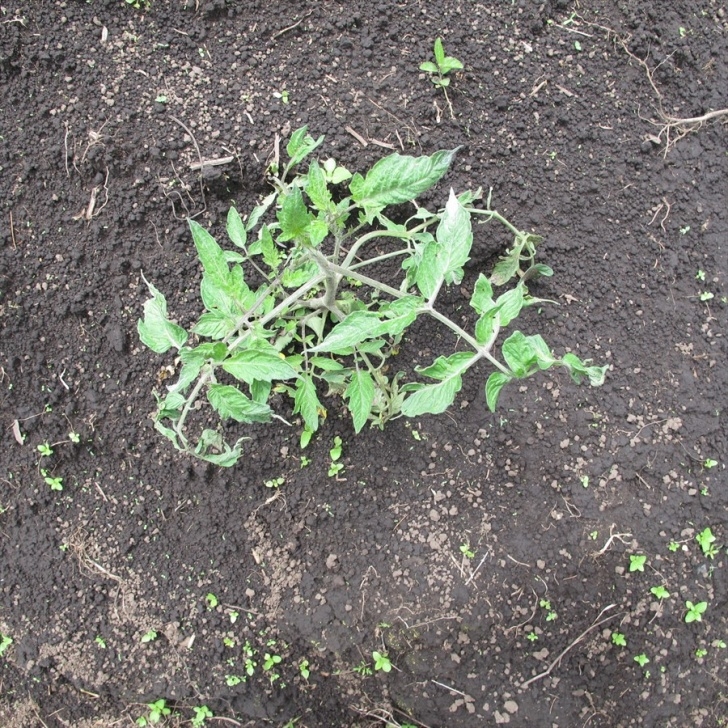 Stunted Tomato Plants Fact Sheet - Tomato - Residual Herbicide (379) Image 470