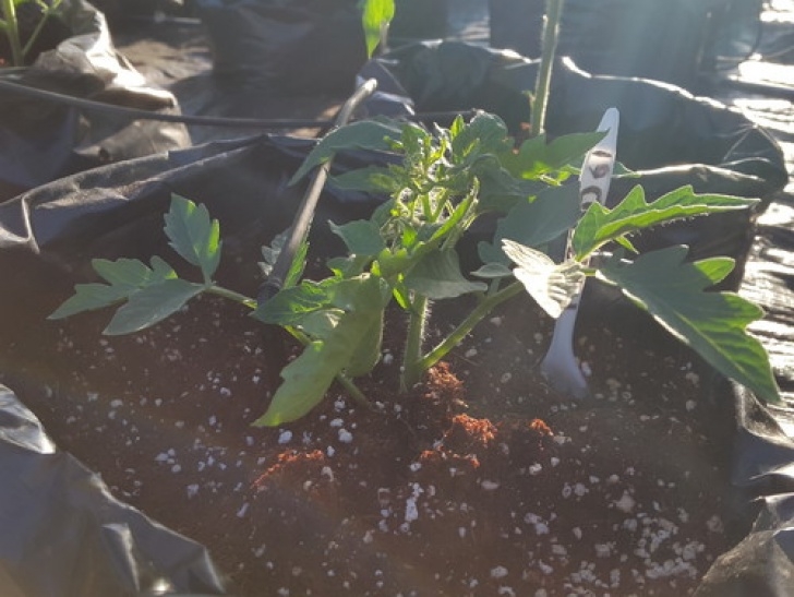 Stunted Tomato Plants Hydroponic Tomato-Stunted, Leaves Underdeveloped Image 532