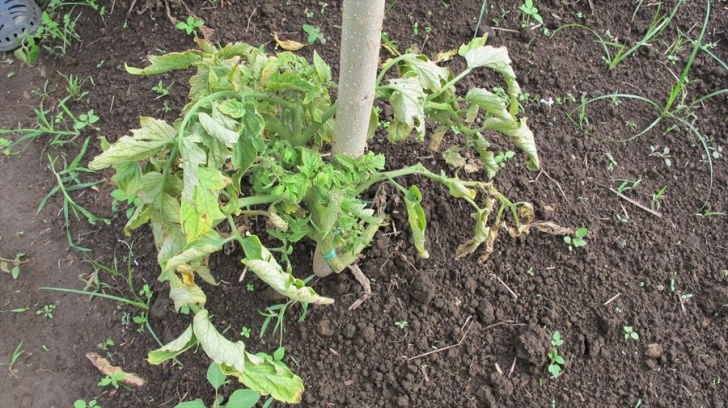 Stunted Tomato Plants Mini Fact Sheet - Tomato - Residual Herbicide (379) Photo 116