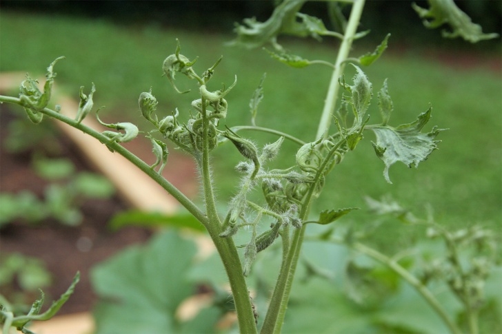 Stunted Tomato Plants Ncsu Pdic: Herbicide Injury To Tomatoes Image 788