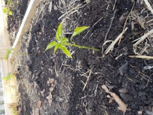 Stunted Tomato Plants Pepper Plants Dropping Leaves, Stunted And Purple (Plants Image 731