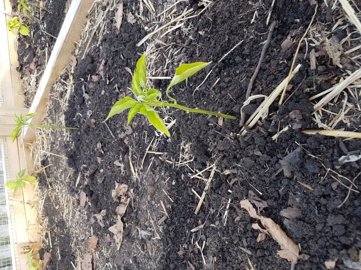 Stunted Tomato Plants Pepper Plants Dropping Leaves, Stunted And Purple (Plants Image 731