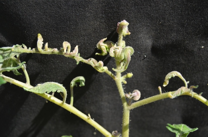 Stunted Tomato Plants Stunted New Leaves And Petioles Twisting Image 880