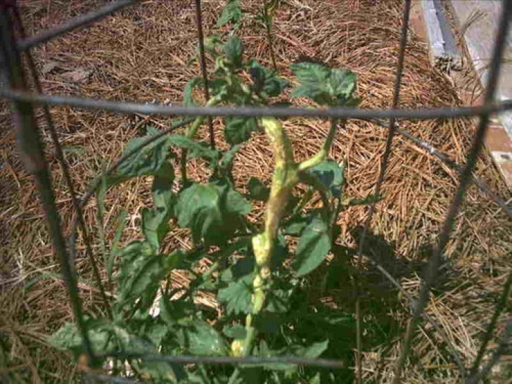 Stunted Tomato Plants Stunted Tomato Plants With Knobby Protusions &amp; Discolor On Image 475