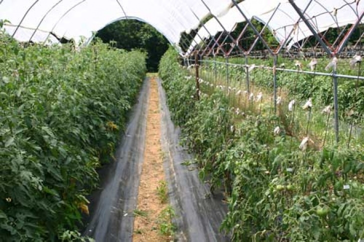 Stunted Tomato Plants Tomato Problem | Nc State Extension Picture 187