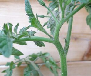 Suckering Tomato Plants What To Do With Tomato Plant Suckers | Crafty For Home Picture 814