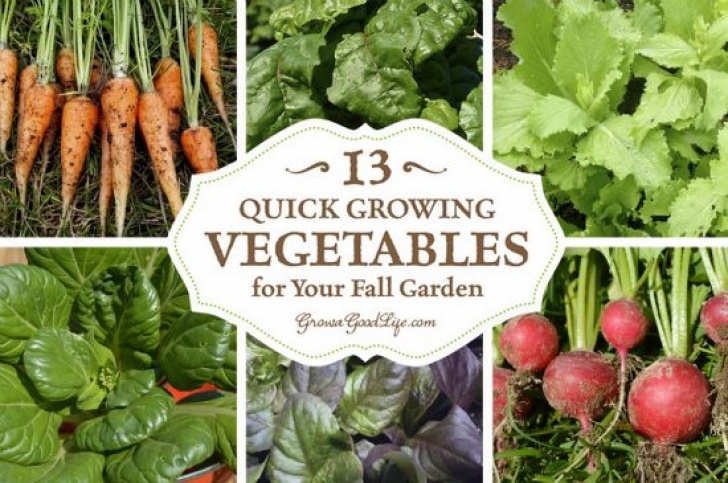 Summer Vegetables To Grow 13 Quick Growing Vegetables For Your Fall Garden Picture 653