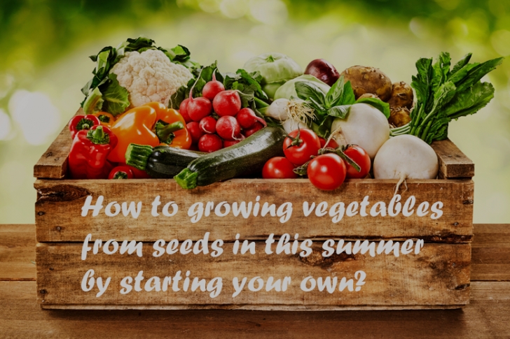 Summer Vegetables To Grow How To Growing Vegetables From Seeds In This Summer By Image 088