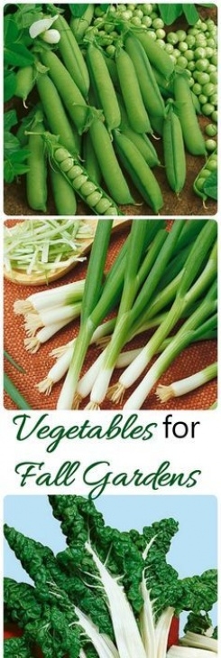 Summer Vegetables To Grow Late Summer Vegetable Planting Guide For A Fall Harvest Picture 460