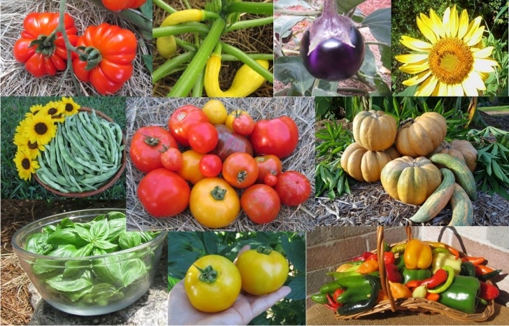 Summer Vegetables To Grow Spring &amp; Summer Vegetable Gardening Class – East Hill Picture 362