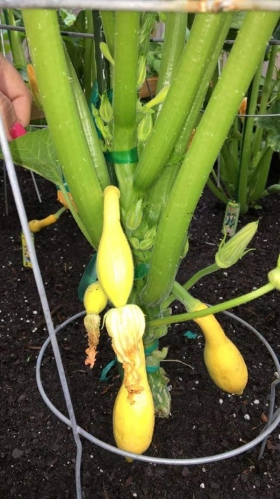 Summer Veggies To Grow 25 Best Veggies To Grow In Pots : Ways To Grow Vegetables Photo 988
