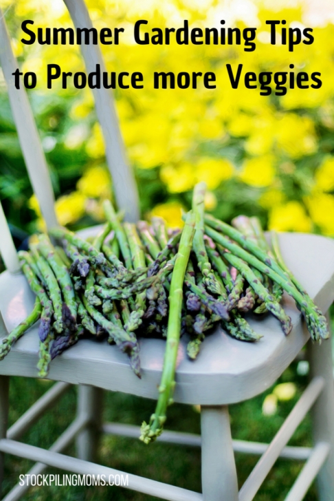 Summer Veggies To Grow Summer Gardening Tips To Grow More Veggies Photo 981