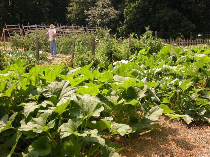 Summer Veggies To Grow Summer Vegetable Garden Selection Of Plant To Grow Image 894