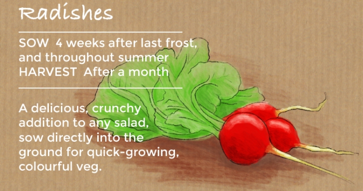 Summer Veggies To Grow Top 10 Easy To Grow Vegetable Plants | Thompson & Morgan Image 346
