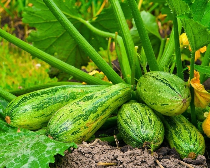 Summer Veggies To Grow Which Vegetables To Grow During Summer | Growing Image 678
