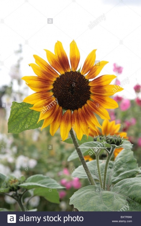 Sunflower Companion Plants Companion Planting Stock Photos & Companion Planting Stock Picture 370