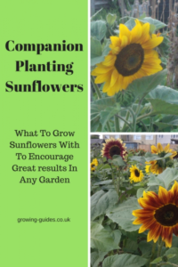 Sunflower Companion Plants Companion Planting Sunflowers | Companion Gardening Picture 635
