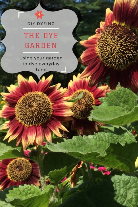Sunflower Companion Plants Companion Plants For A Dye Garden | Plants, Sunflower Picture 090