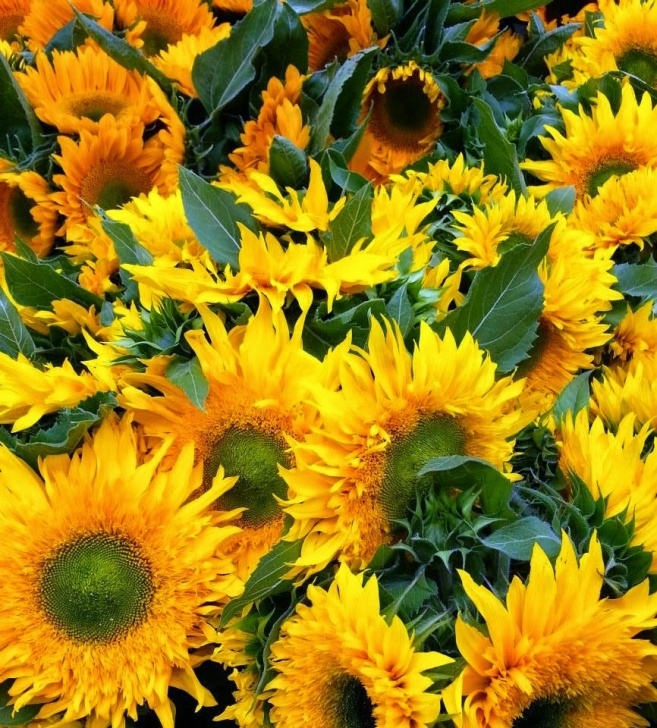 Sunflower Companion Plants Healthy Sustainable Living: Bee The Change - 10 Bee Picture 546