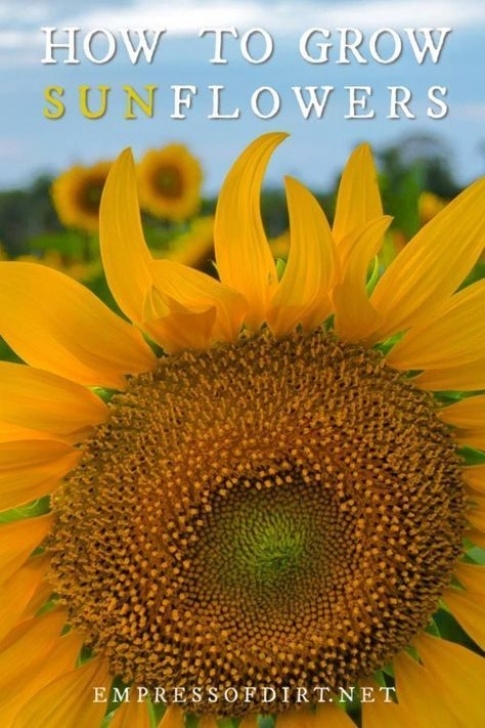 Sunflower Companion Plants How To Grow Sunflowers And What To Avoid | Growing Picture 359