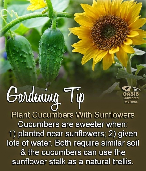 Sunflower Companion Plants Merlin'S Magickal Mistress | Plants, Gardening Tips Photo 010