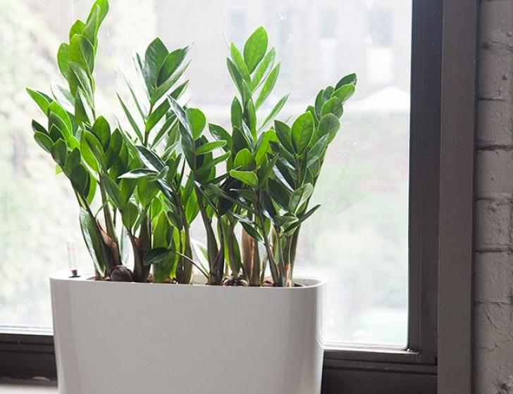 Super Low Light Plants 10 Indoor Plants That Are Literally Impossible To Kill Photo 688