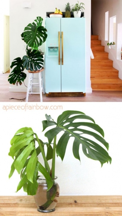 Super Low Light Plants 12 Best Air Purifying Indoor Plants You Won'T Kill! - A Picture 578