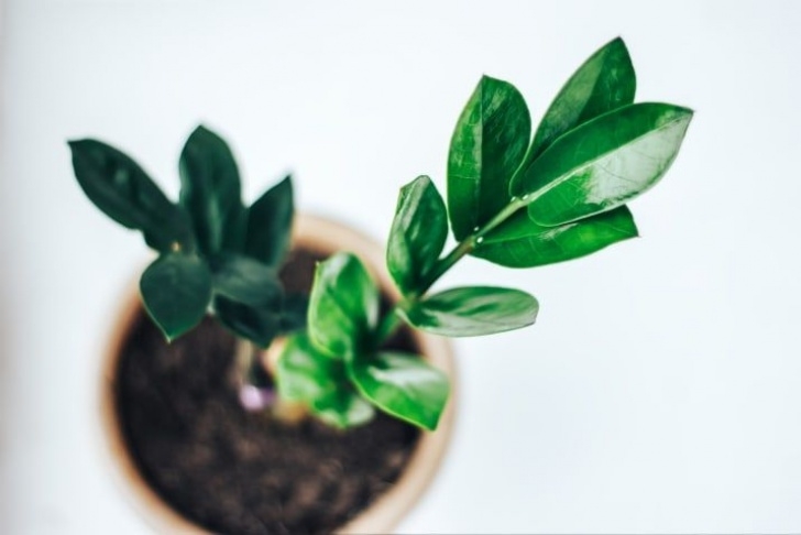 Super Low Light Plants 15 Stylish Houseplants That Actually Thrive In Low Light Picture 050