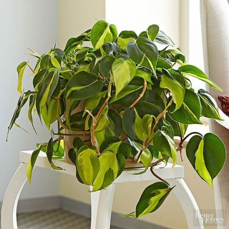 Super Low Light Plants 23 Of Our Favorite Low-Light Houseplants | Plants Photo 281