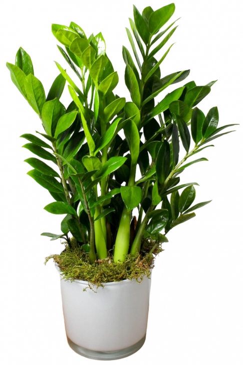 Super Low Light Plants Easy Care Indoor Plants That Purify The Air - Beat Your Image 422