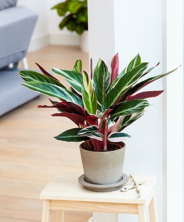 Super Low Light Plants How Not To Kill These Trending Indoor Plants | House Photo 781