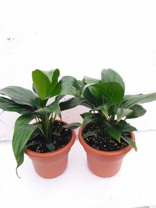 Super Low Light Plants Two Peace Lily Plant - Spathyphyllium - 4.5" Unique Design Image 914