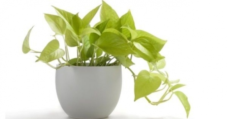Super Low Light Plants Want Easy Plants ? Here Are 20 Super Easy House Plants Picture 657