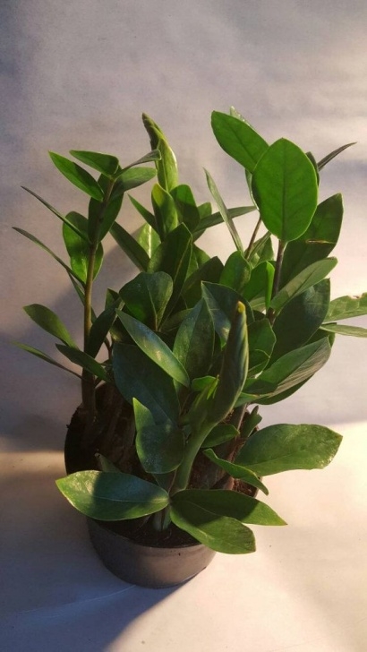Super Low Light Plants Zz Plant 6" Pot Super Easy Low Care Houseplant Prefers Picture 303