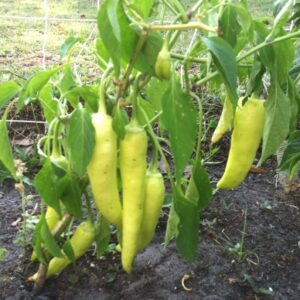 Sweet Banana Pepper Plant 16 Best The Best To Make The Best Images On Pinterest Picture 732