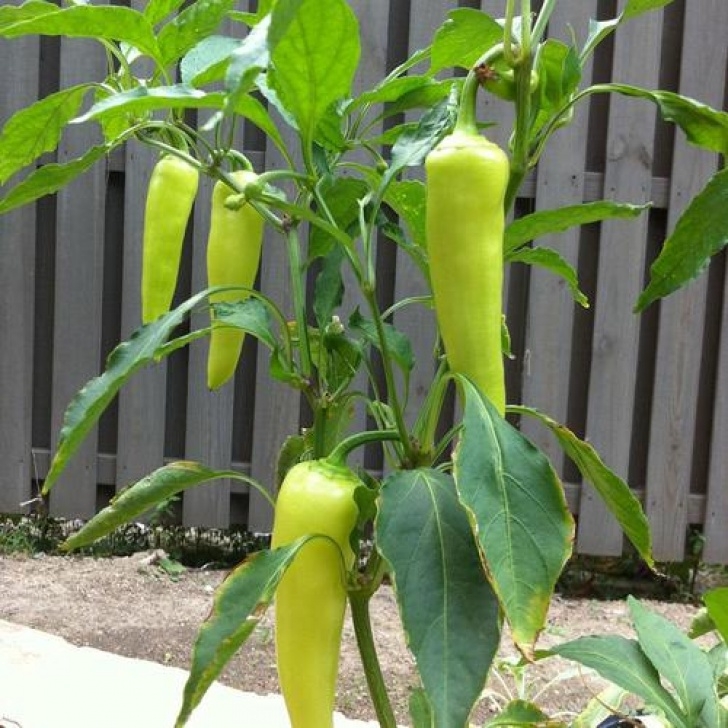 Sweet Banana Pepper Plant Bonnie 19.3-Oz In Pot Peppers Hot Banana Plant In The Image 736