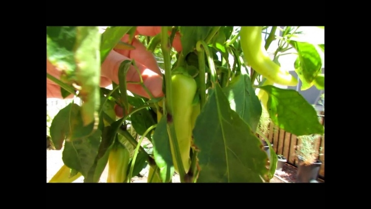 Sweet Banana Pepper Plant Harvesting Sweet Banana Peppers - Youtube Photo 408
