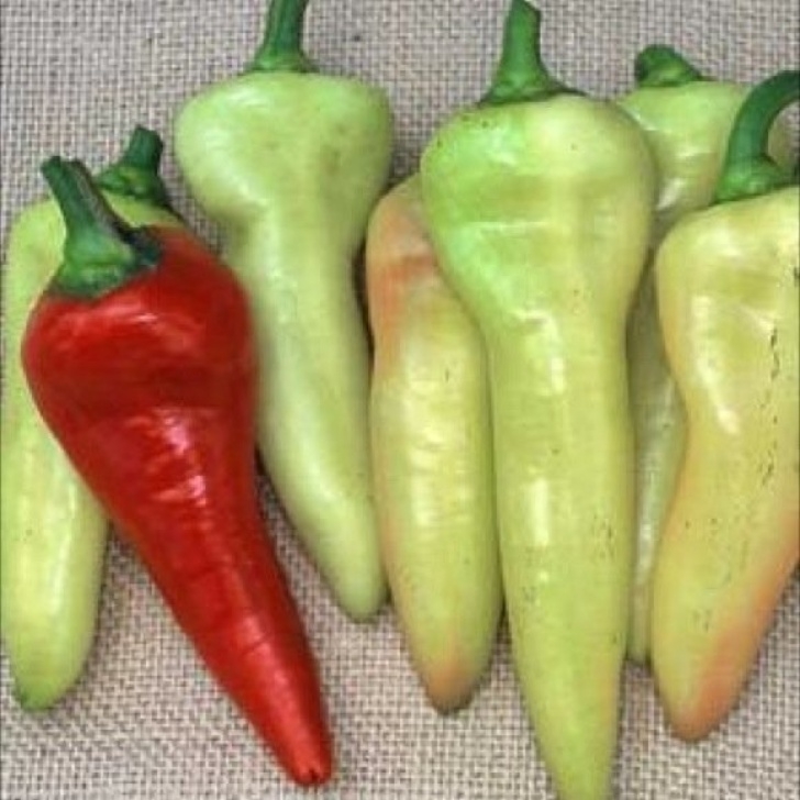 Sweet Banana Pepper Plant Pepper, Sweet - Sweet Banana | Friends School Plant Sale Photo 026