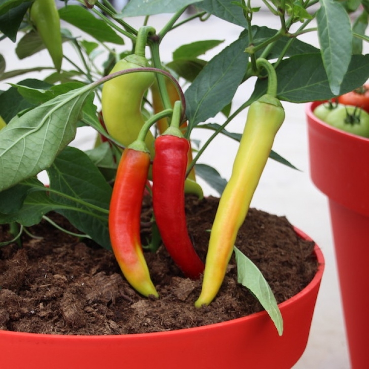 Sweet Banana Pepper Plant Sweet Banana Pepper ‘Lola’ - Greenhouse Product News Photo 207